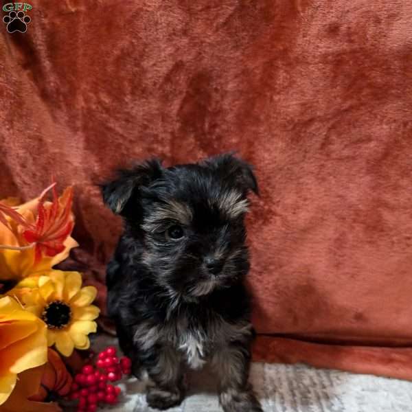 Jax, Yorkie Puppy